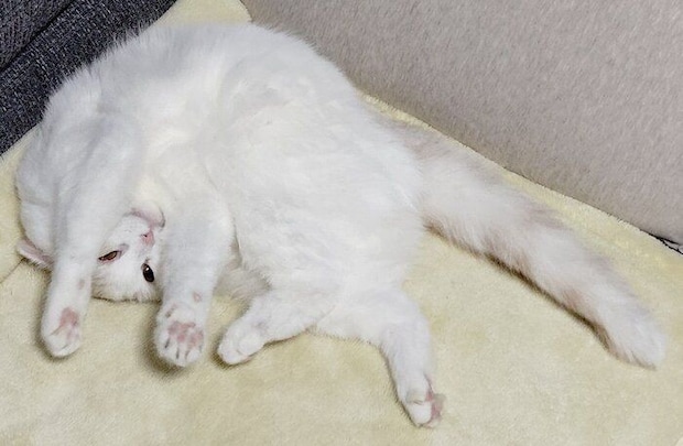 まったりする福ちゃん