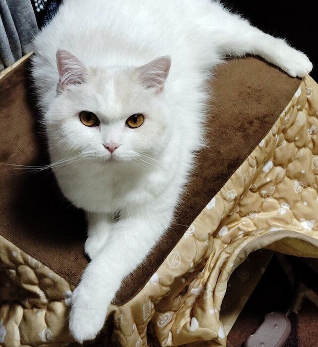 コタツの上に乗る福ちゃん