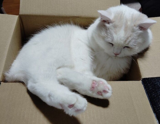 ダンボール箱の中でまったり