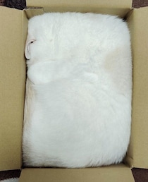 ダンボール箱に“完全な四角”でハマる猫　思わず二度見の姿が21万いいねの大反響
