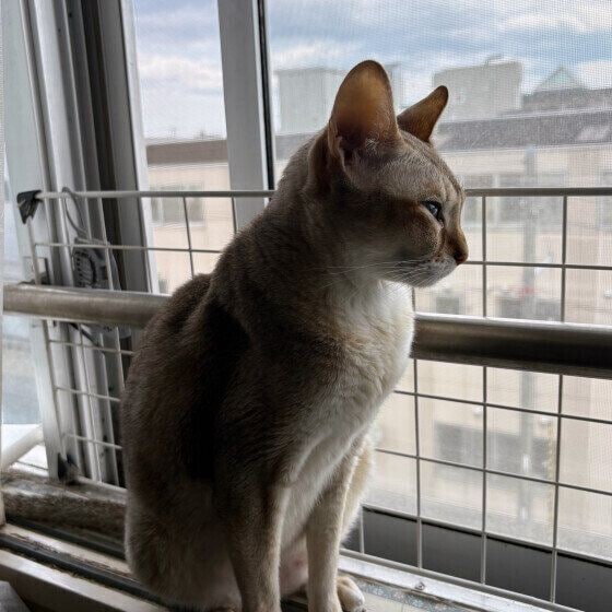 ニャルソックをするシンガプーラ