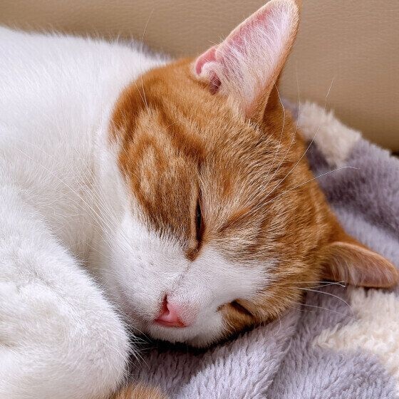 毛布の上で眠るスコティッシュフォールド