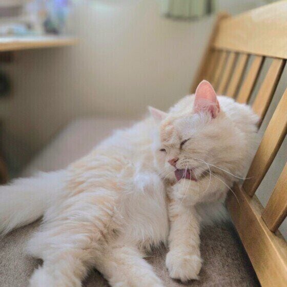 手をペロペロするサイベリアン