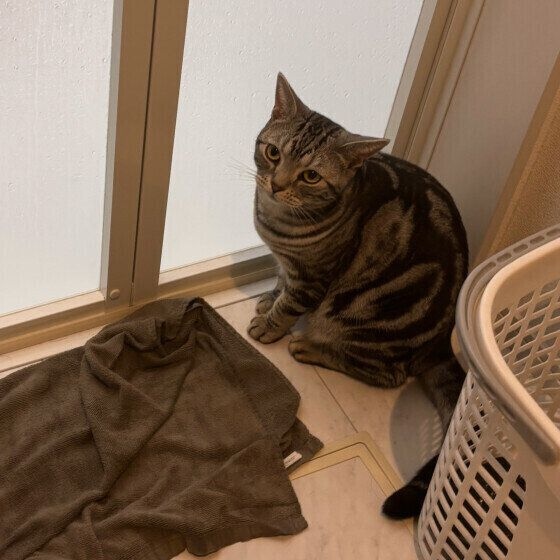 出待ちをするアメリカンショートヘア