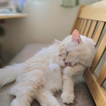 香りの強いものは置かないで！　猫と暮らすうえでの4つのNG行動