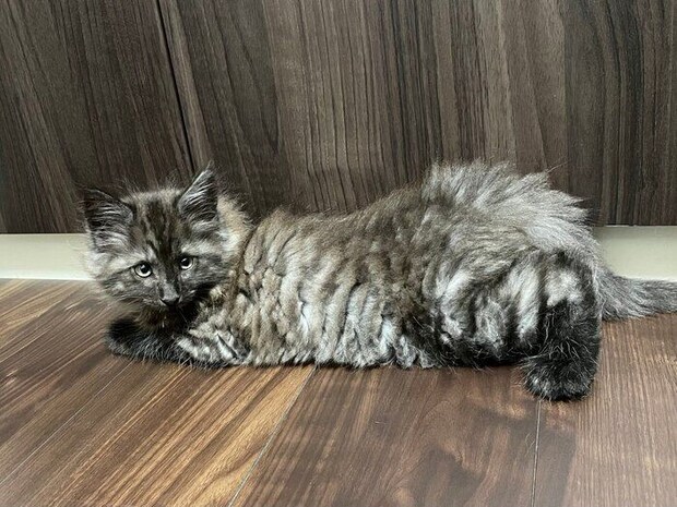 床でくつろぐノルウェージャンフォレストキャットの子猫