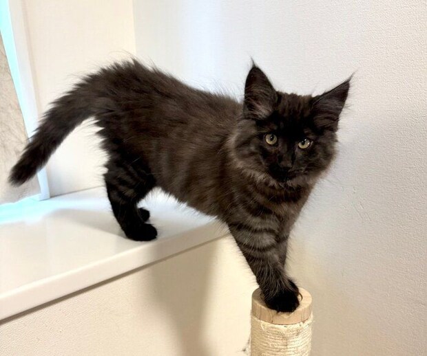 生後約3カ月のノルウェージャンフォレストキャット