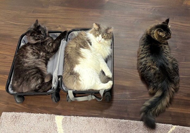 ノルウェージャンフォレストキャットとメインクーン、サイベリアン