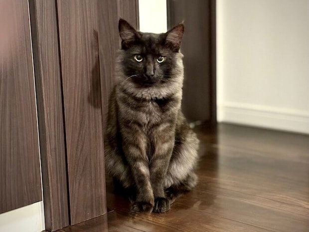 飼い主を見つめるノルウェージャンフォレストキャット