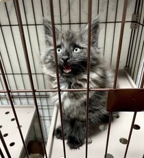 お迎え初日から“爆睡”してマイペースに過ごしていた生後2カ月の子猫→約半年で毛色が黒くなり、“イケメン”なコに成長！