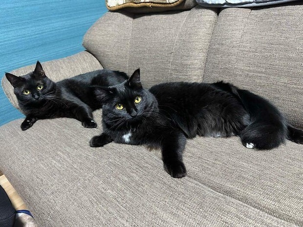 「少し仲良くなってきたころ」に撮影したもふちゃん、くうちゃん