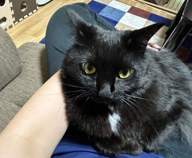 飼い主さんの膝の上に乗るもふちゃん