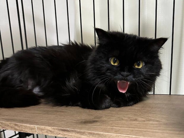 保護したばかりのころのもふちゃん