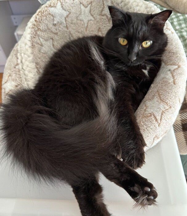 現在のもふちゃん