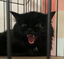 シャーッと威嚇していた保護猫が、今では膝の上で甘えるコに！　1年10カ月後の“距離の縮まり方”が尊い