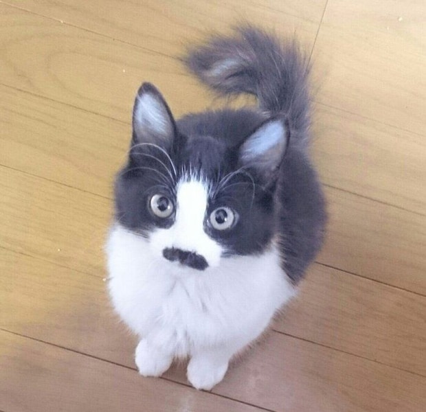 生後2カ月半のころに撮影したむぎちゃん