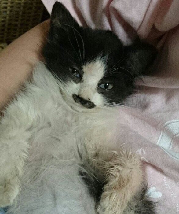 保護して間もないころのむぎちゃん