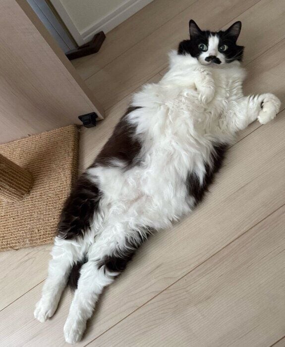 寝転がるむぎちゃん