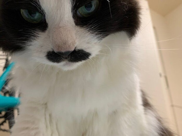 飼い主さんに「起きろ」と圧をかけるむぎちゃん