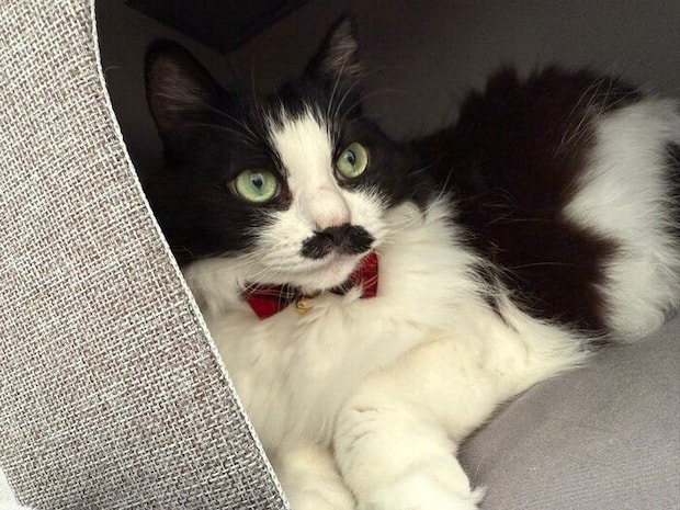 まったりするむぎちゃん