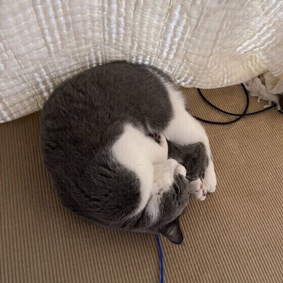 ブリティッシュショートヘア　銀杏  