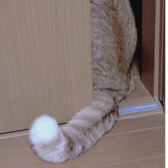 MIX　茶トラ　バロン  