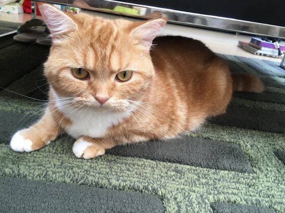 スコティッシュフォールド　レーヴ  