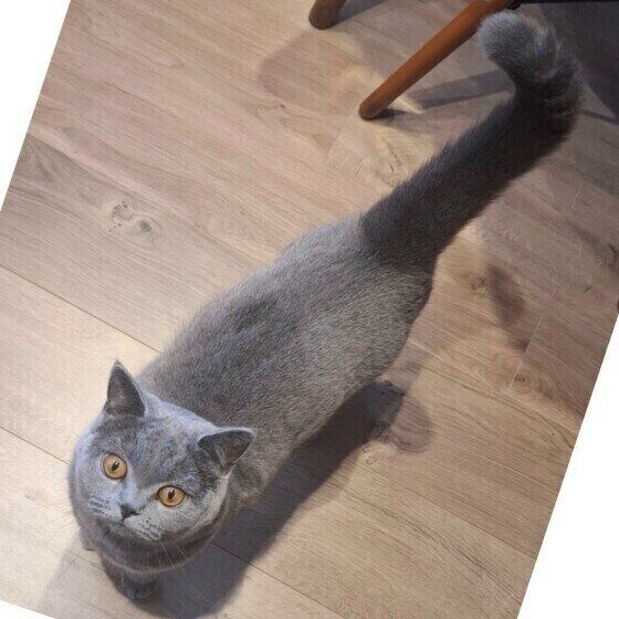 ブリティッシュショートヘア　アリス  