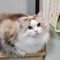 猫は飼い主の顔を覚える!?　視線の研究でわかった猫の生態・能力