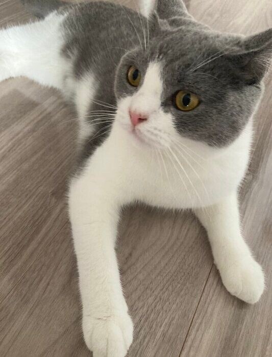 床でくつろぐ1才のブリティッシュショートヘア