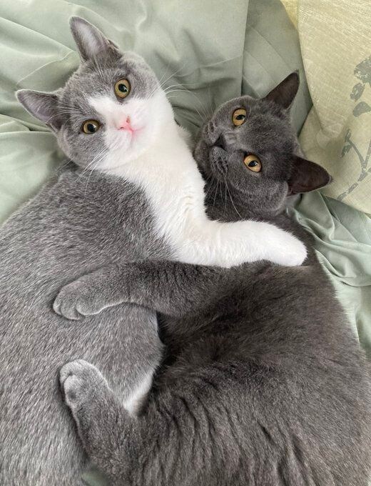 抱き合っている2匹のブリティッシュショートヘア