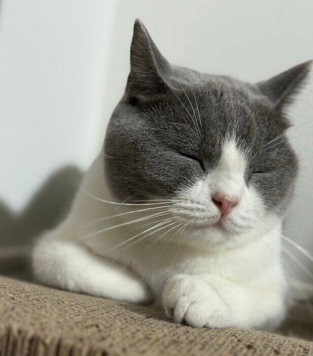 目をつぶっているブリティッシュショートヘア