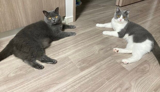 くつろいでいる2匹のブリティッシュショートヘア