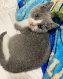 お迎えしてすぐに猫風邪を患った子猫→約1年後、元気に大きく成長した姿にほっこり！