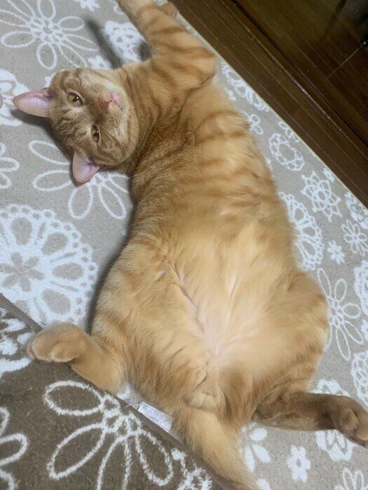 お迎えして1年経った頃に撮影された1枚　6kgを超える立派な猫に