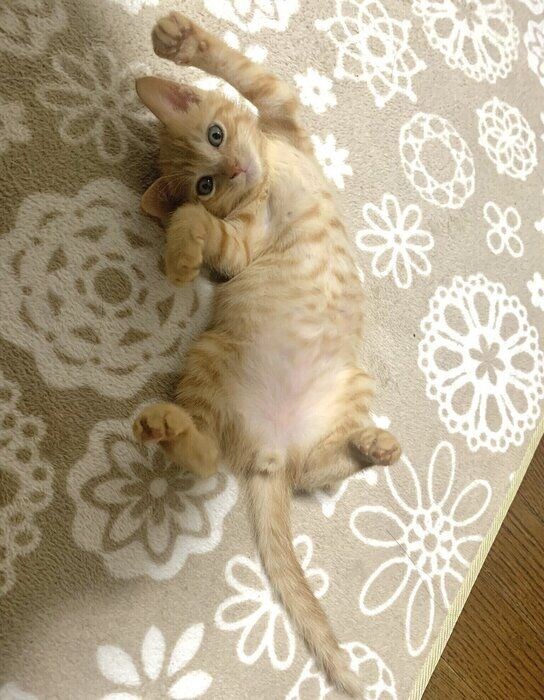 子猫時代のすずまるくん　小さくてかわいらしい