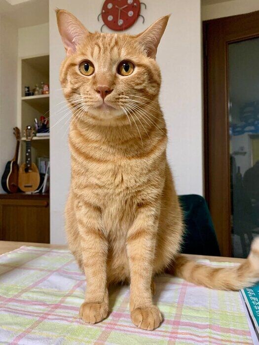 玄関が開く音に反応し、走ってきてくれたというすずまるくん