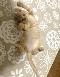 「手のひらにのるくらい」華奢で小さかった元保護子猫→1才になった現在は6kgを超える立派な猫に成長！