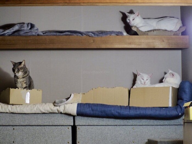 押し入れに集まるににちゃん親子