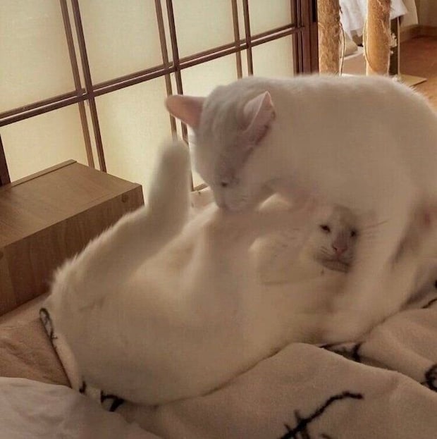 ににちゃんと“ニャンプロ”をするまめちゃん