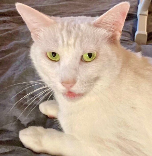 飼い主さんに「なでて」と要求するににちゃん