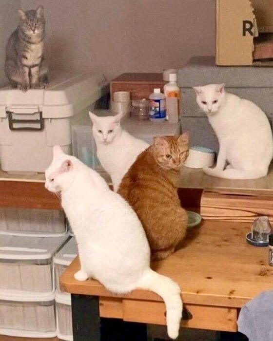 全員集合!現在はまさくんが仲間に加わり、にぎやかな暮らしに