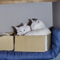 ごみ集積所で保護した猫から生まれた子猫→6年後も変わらず母猫に甘えて寄り添う姿にほっこりする