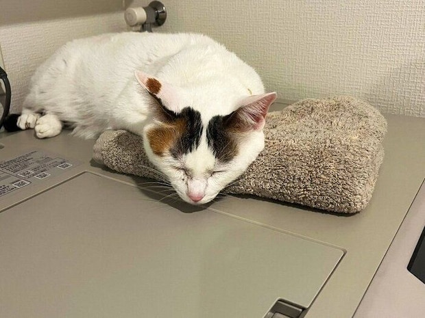 タオルを枕にして寝転がるゆずちゃん