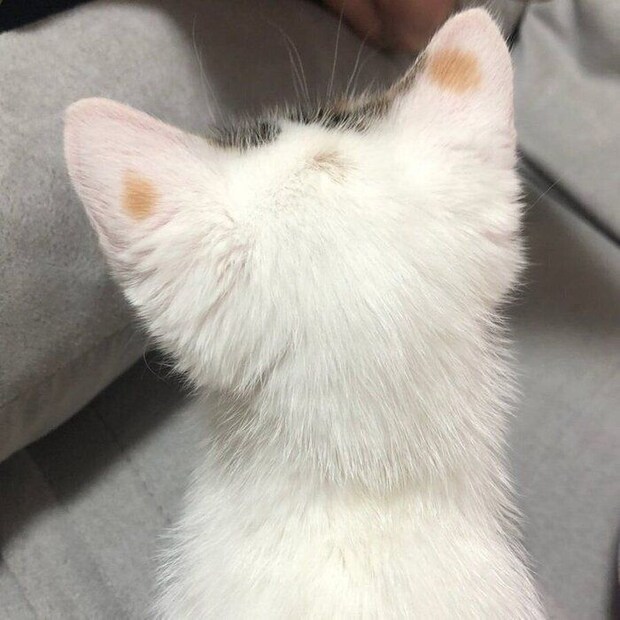 生後1カ月の頃のゆずちゃんの後頭部