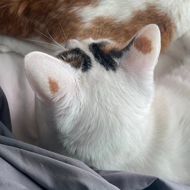 後ろから見たゆずちゃんの耳