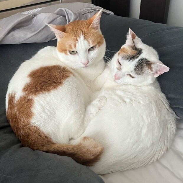 同居猫と一緒に丸くなるゆずちゃん