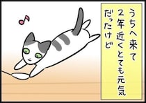 「頭ではわかっていたけれど」保護猫の老いを見つめた2年間の記録【連載】もふもふスコたん#362