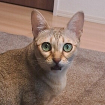 飼い主さんに頭ゴッチン！　猫がよくする5つのしぐさ、本当の気持ちは？