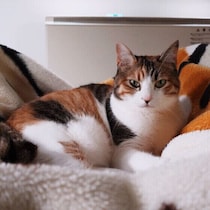 猫が毛布を好む理由とは？与えるときの注意点も！獣医師解説